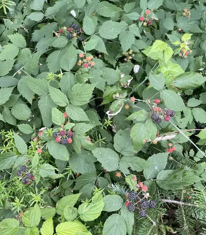 10690 Vermont Route 111 Morgan VT 05853