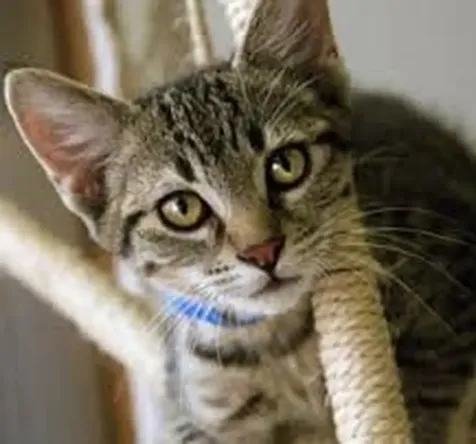 37 East Ridge Drive Milford NH 03055