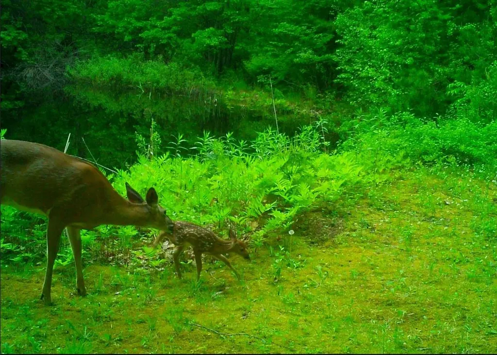 147 Kaulback Road Sanbornton NH 03269