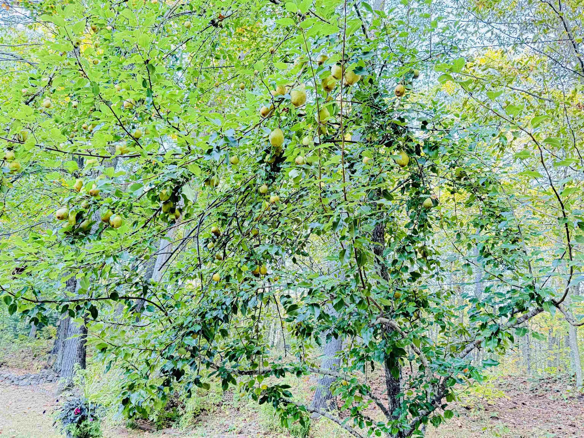 180 Gulf Road Northwood NH 03261