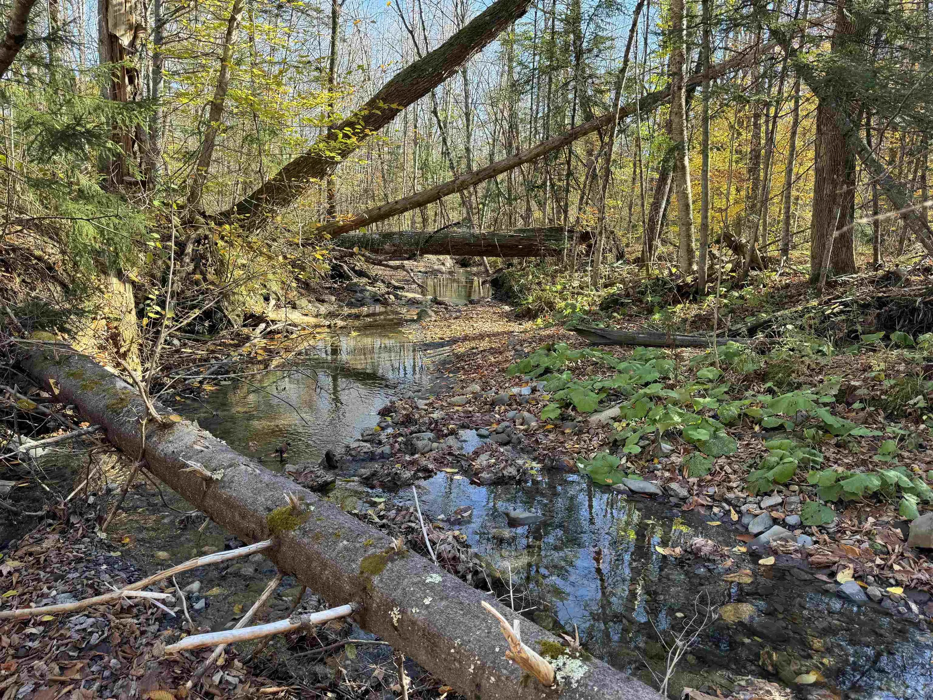 1350 Stellar Road Williamstown VT 05679