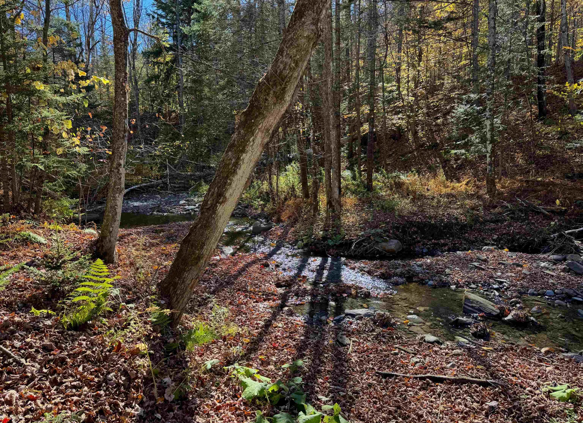 1350 Stellar Road Williamstown VT 05679