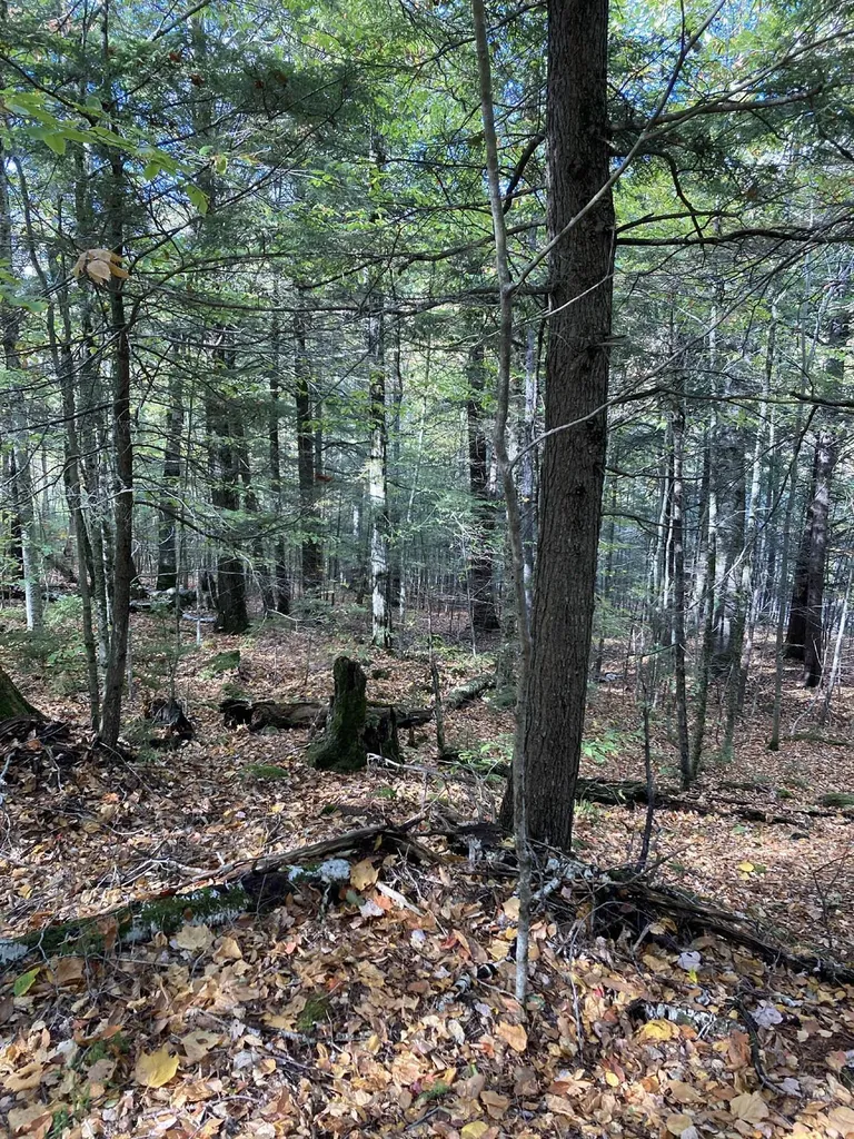 Abnaki Trail Campton NH 03223