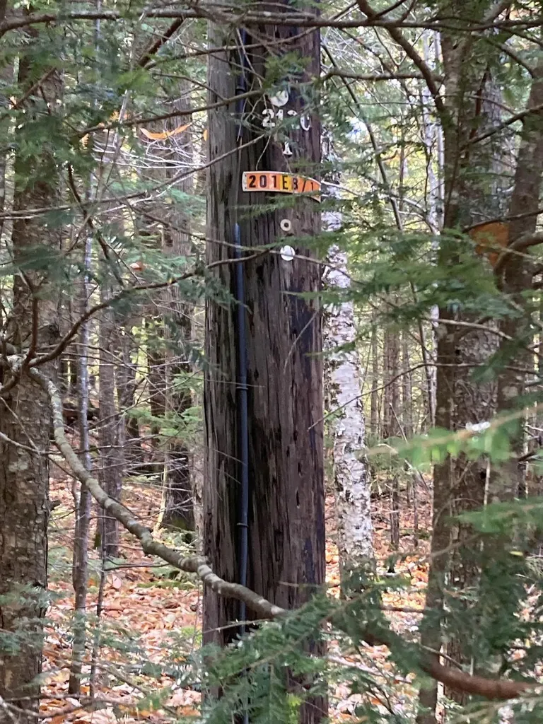 Abnaki Trail Campton NH 03223