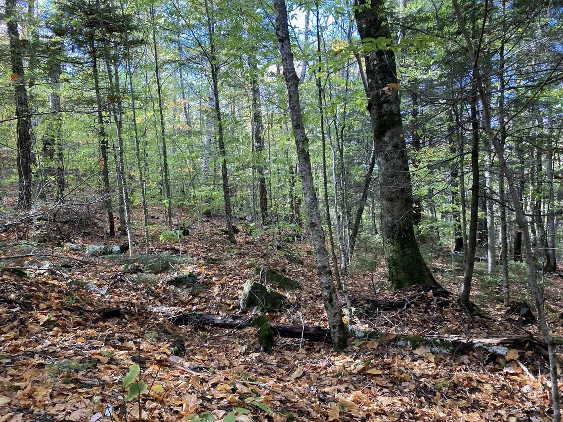 Abnaki Trail Campton NH 03223