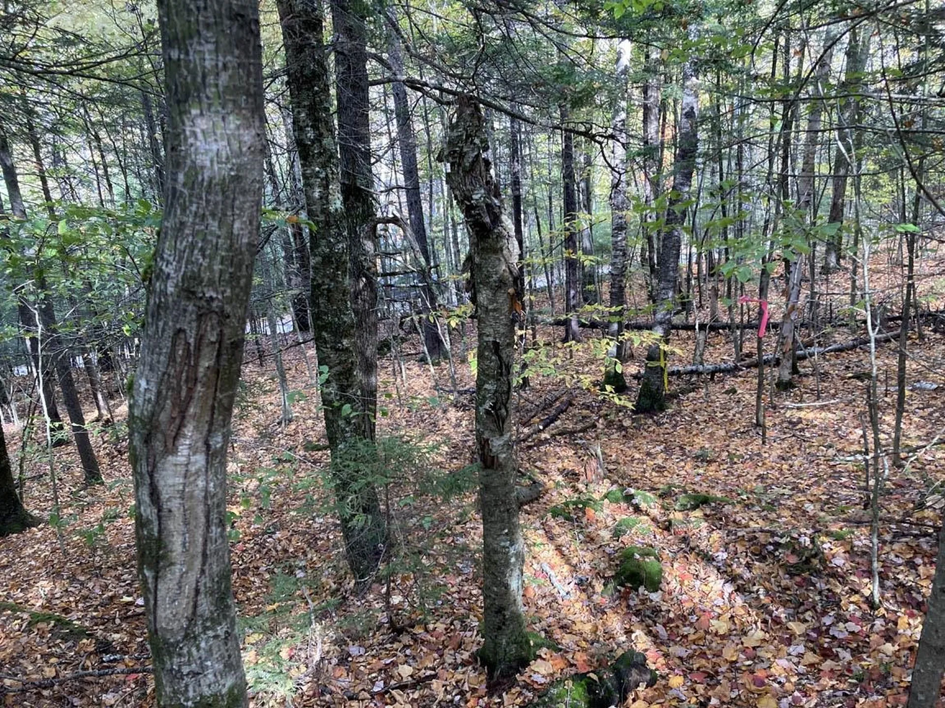 Abnaki Trail Campton NH 03223