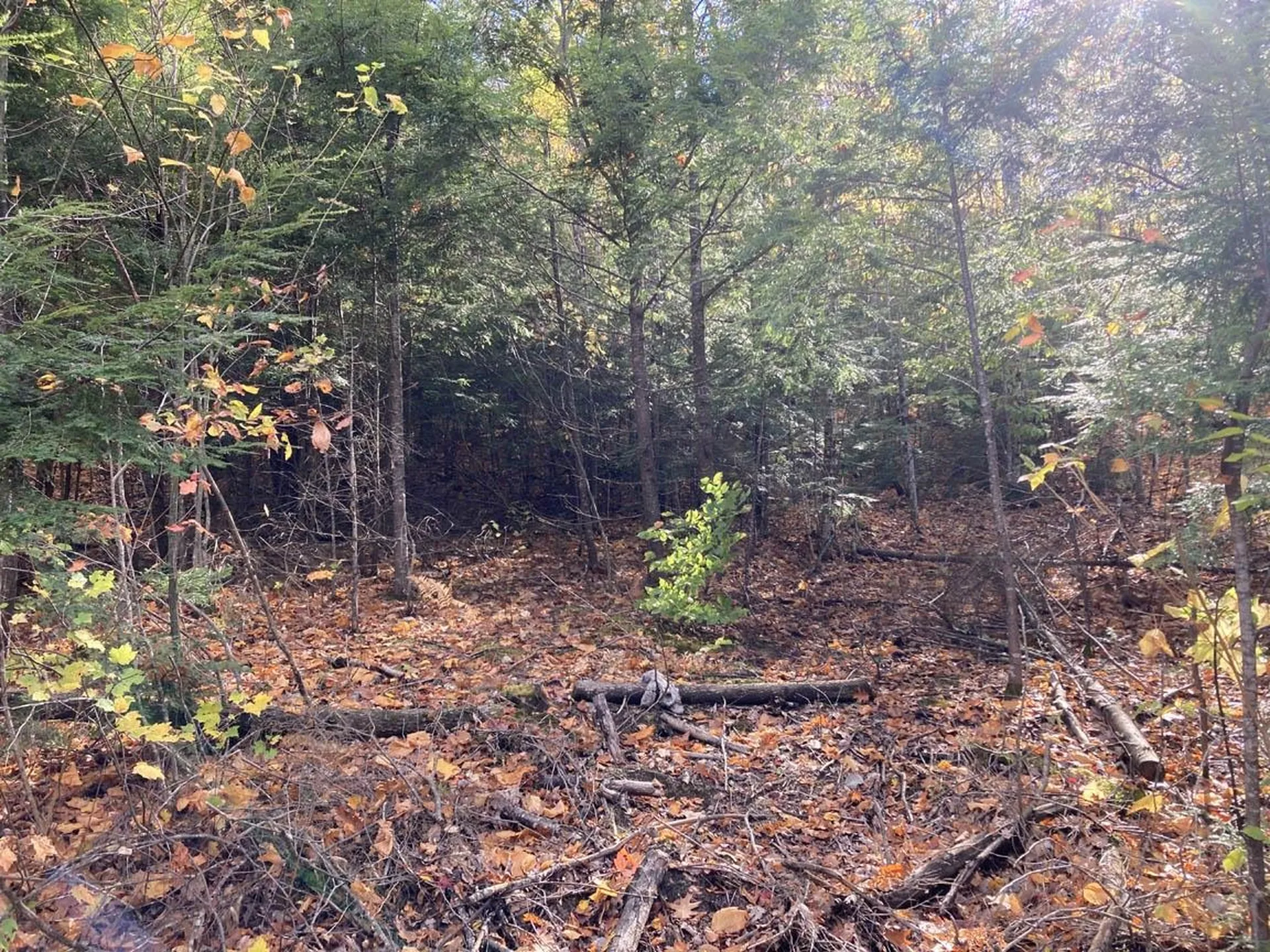 Abnaki Trail Campton NH 03223