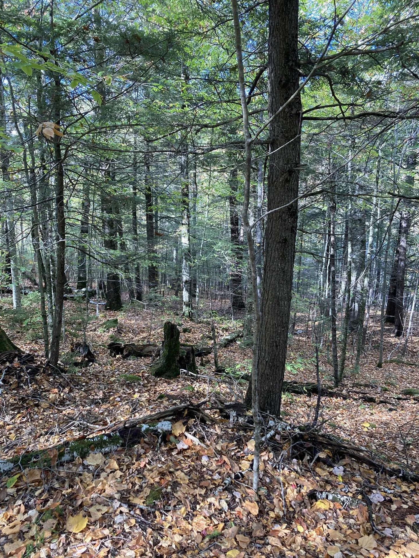 Abnaki Trail Campton NH 03223