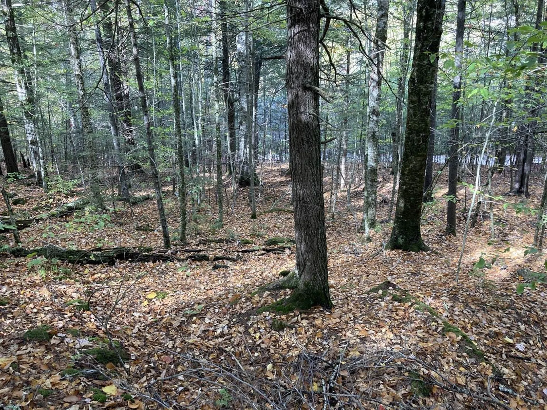 Abnaki Trail Campton NH 03223