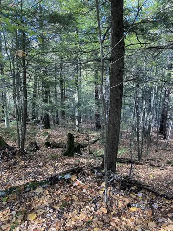 Abnaki Trail Campton NH 03223