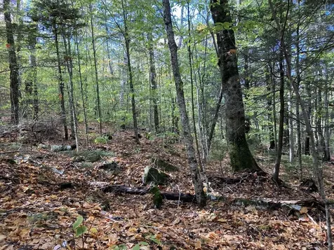 Abnaki Trail Campton NH 03223