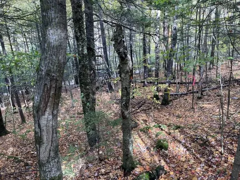 Abnaki Trail Campton NH 03223