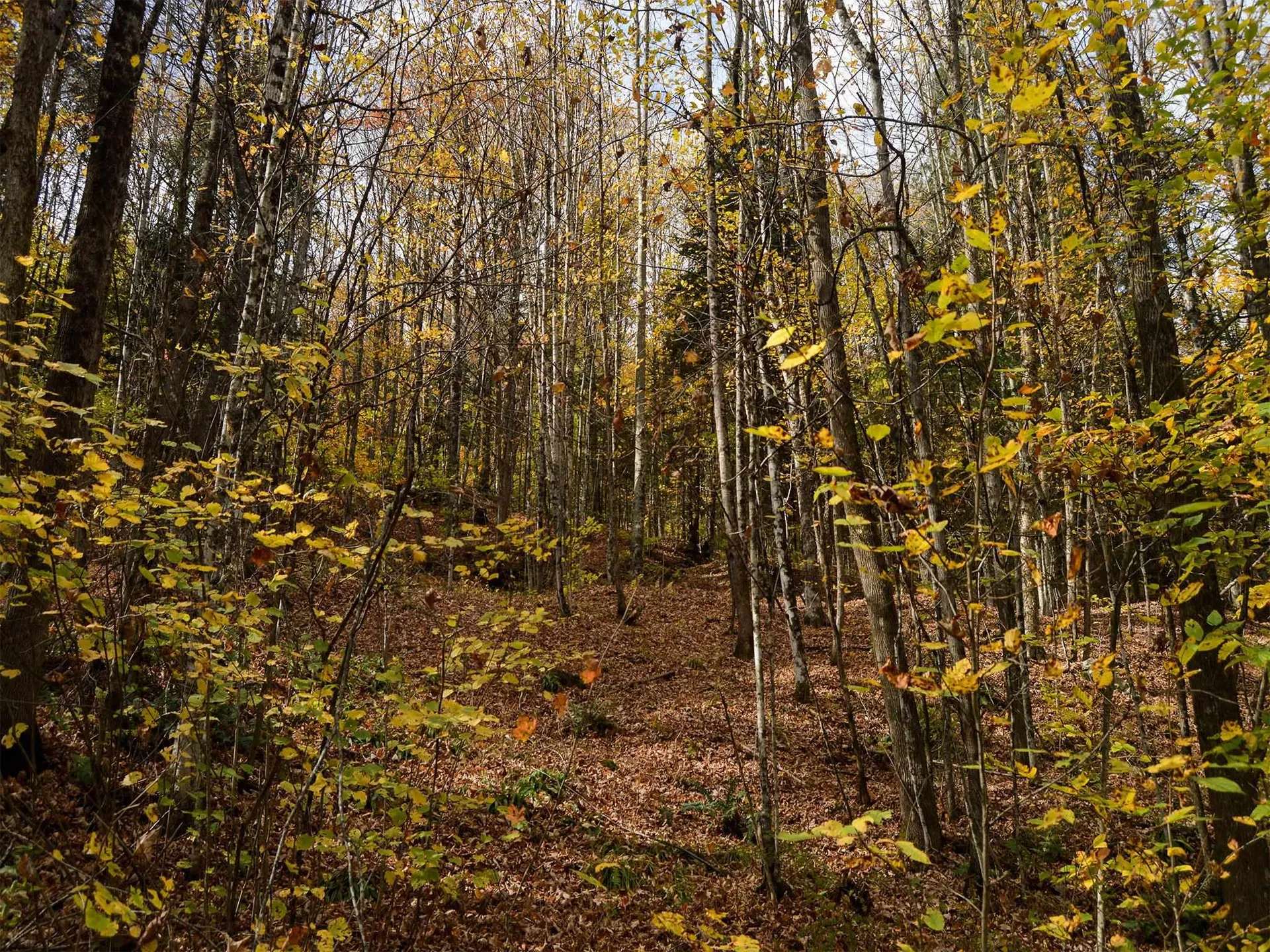 665 W Hill Road Wolcott VT 05680