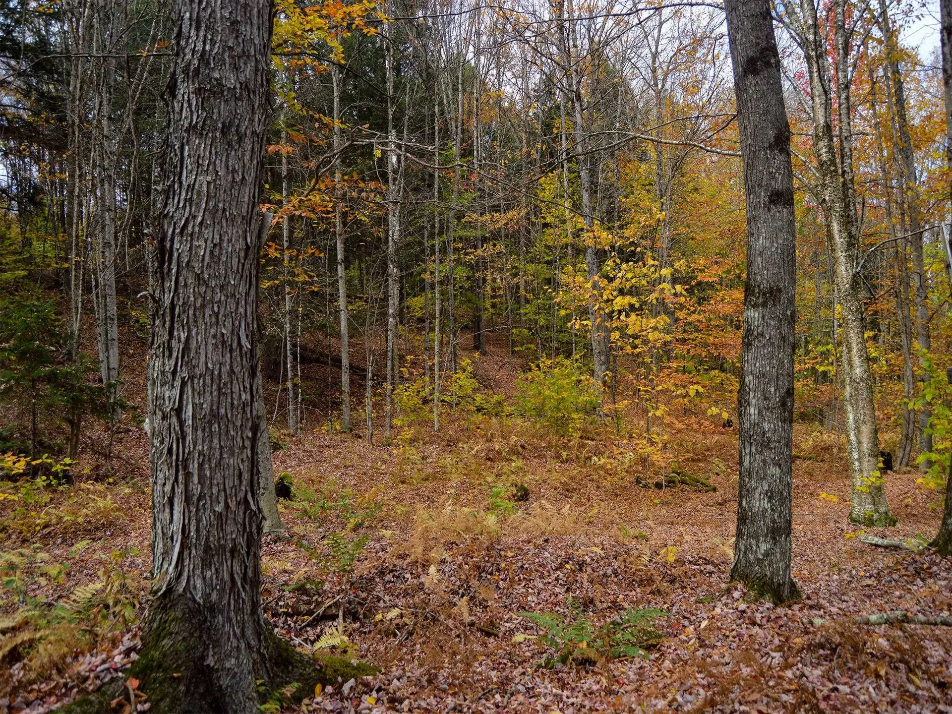 665 W Hill Road Wolcott VT 05680