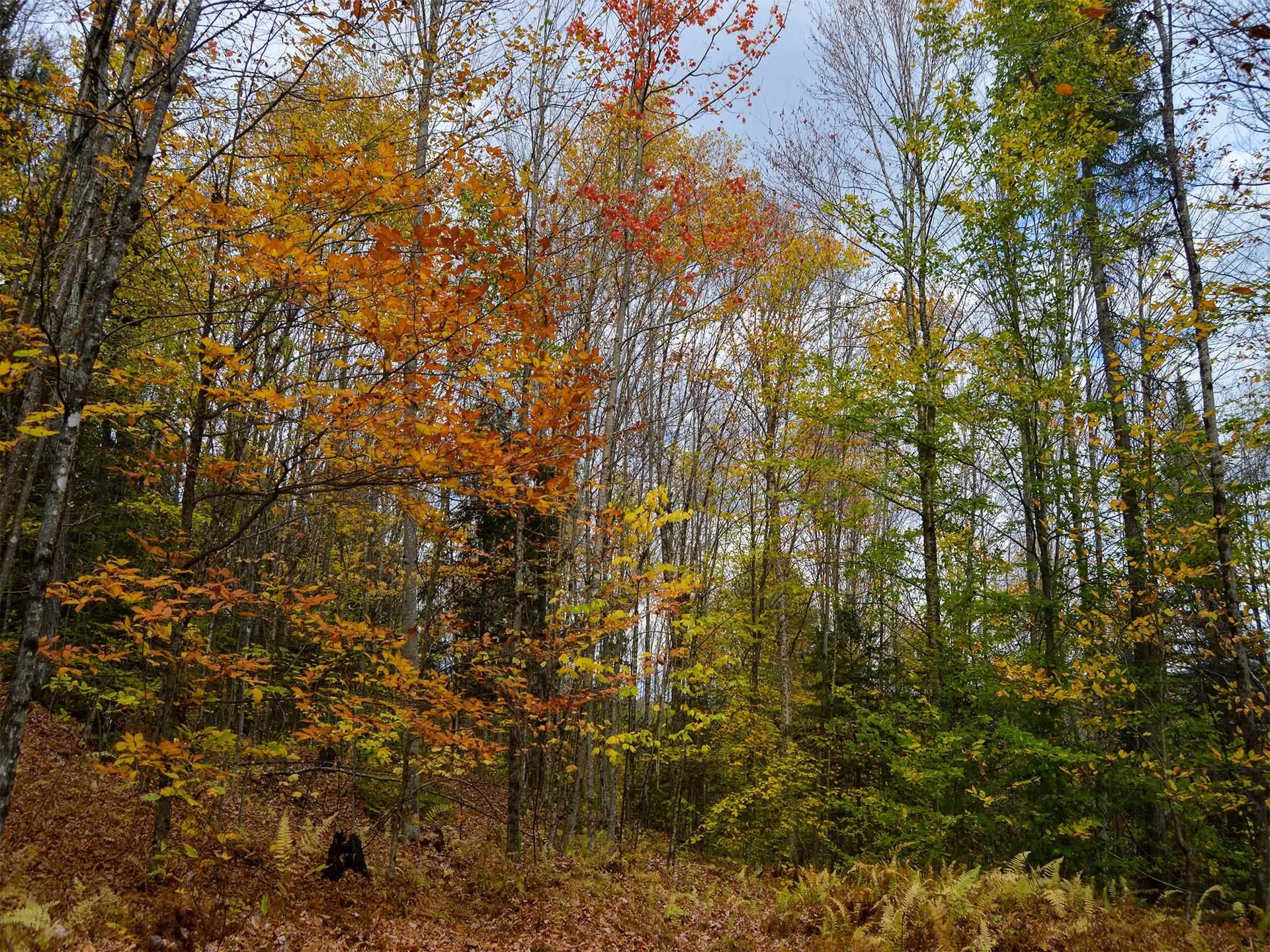 665 W Hill Road Wolcott VT 05680