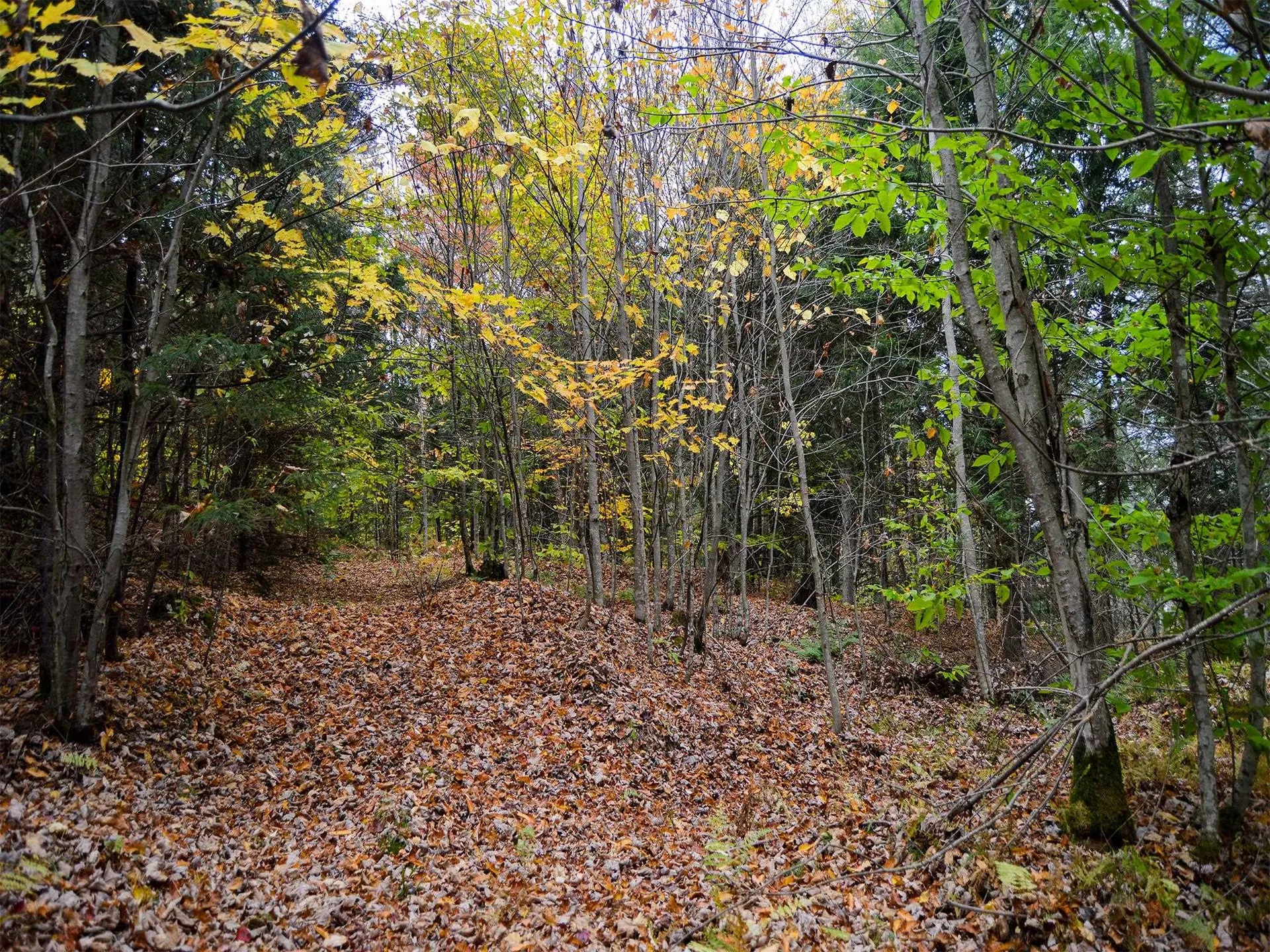 665 W Hill Road Wolcott VT 05680