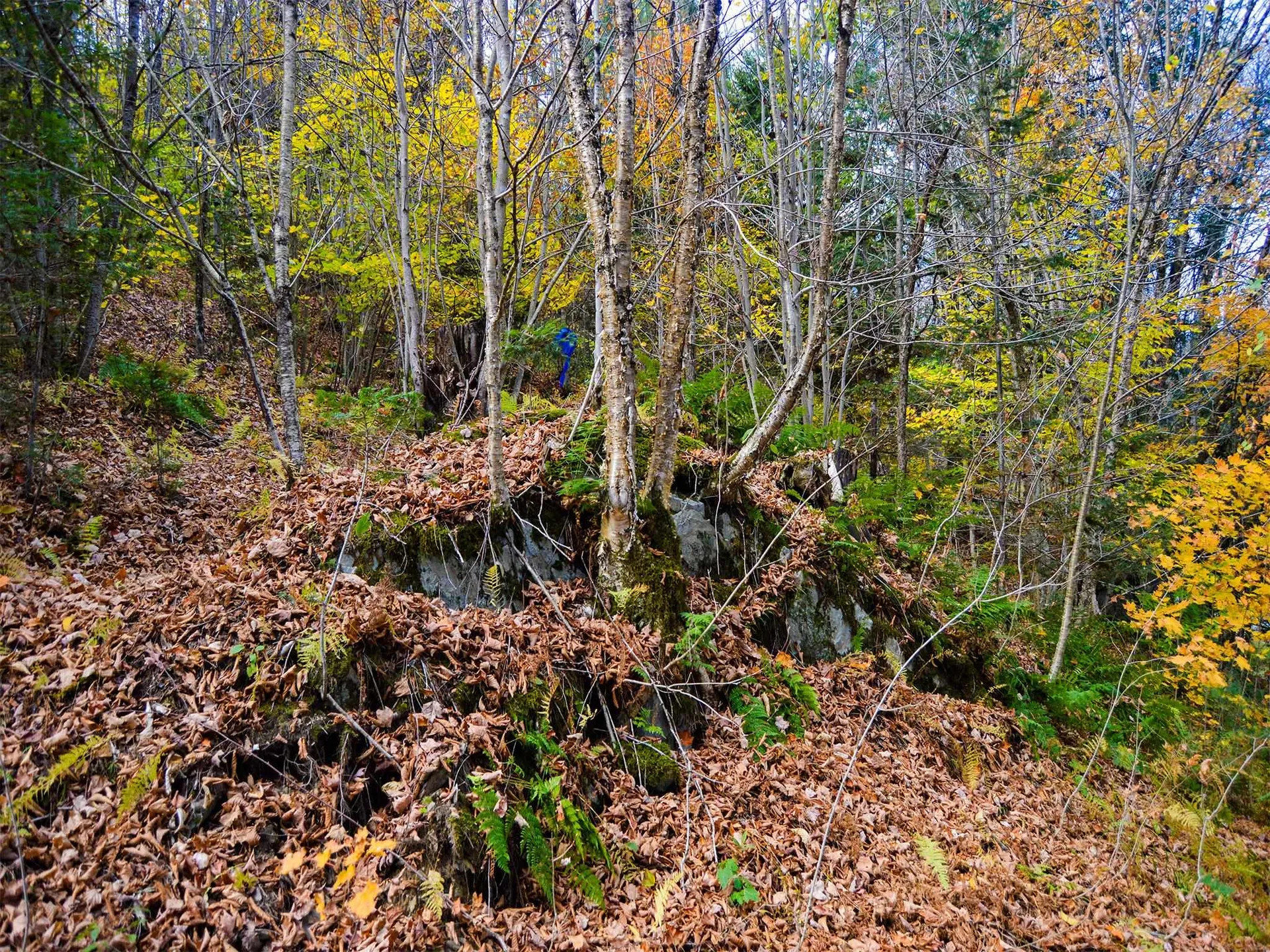 665 W Hill Road Wolcott VT 05680