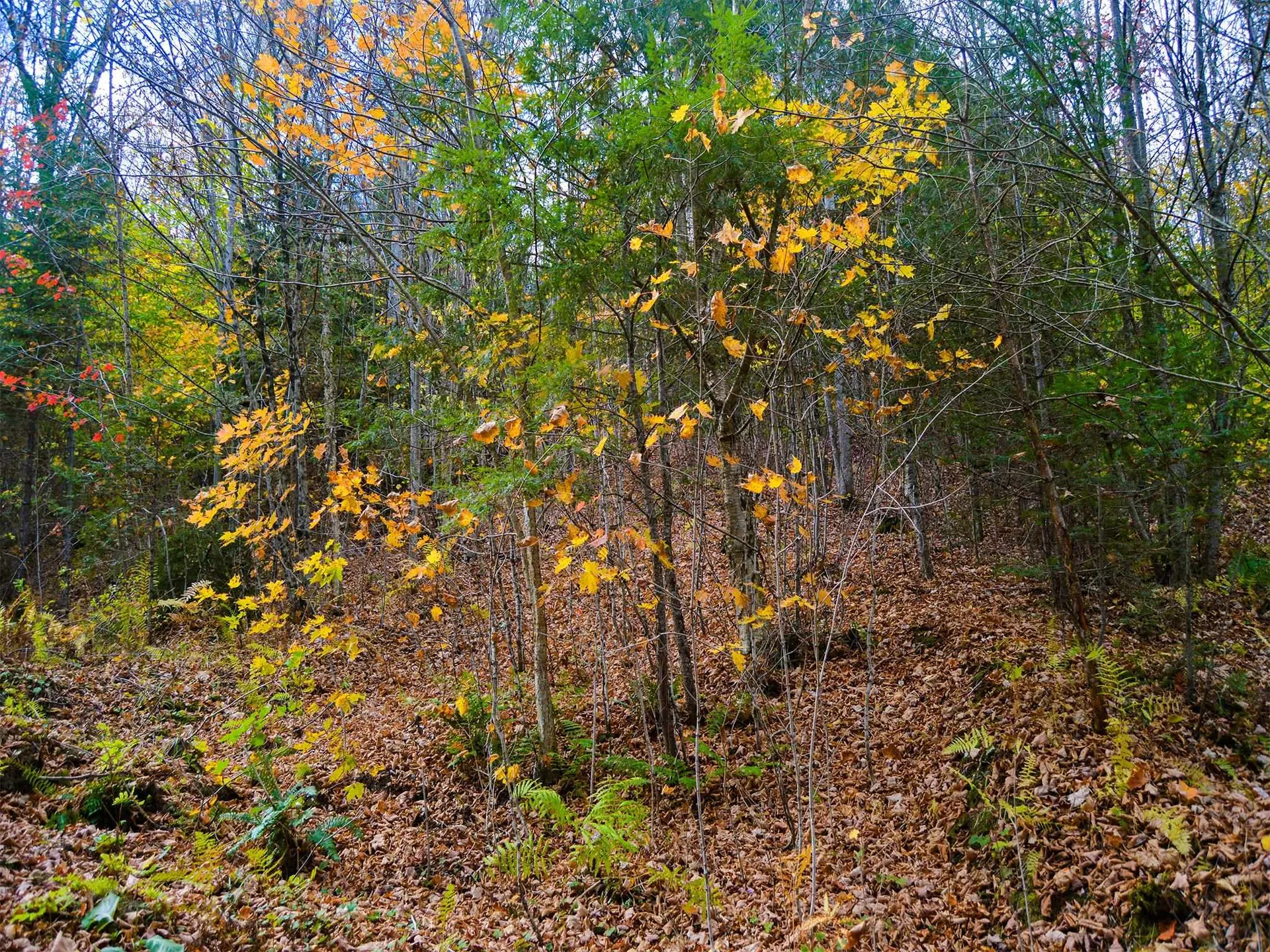 665 W Hill Road Wolcott VT 05680