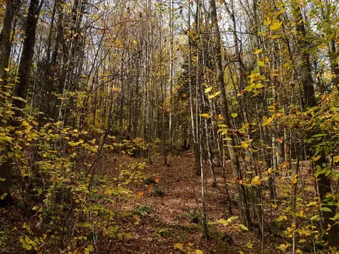 665 W Hill Road Wolcott VT 05680