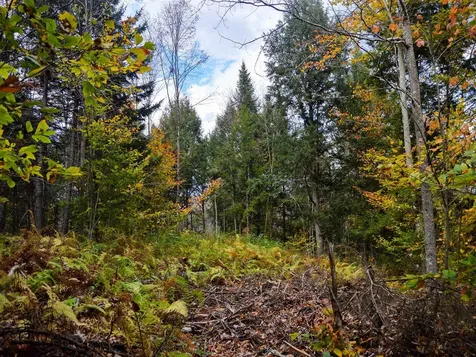 665 W Hill Road Wolcott VT 05680