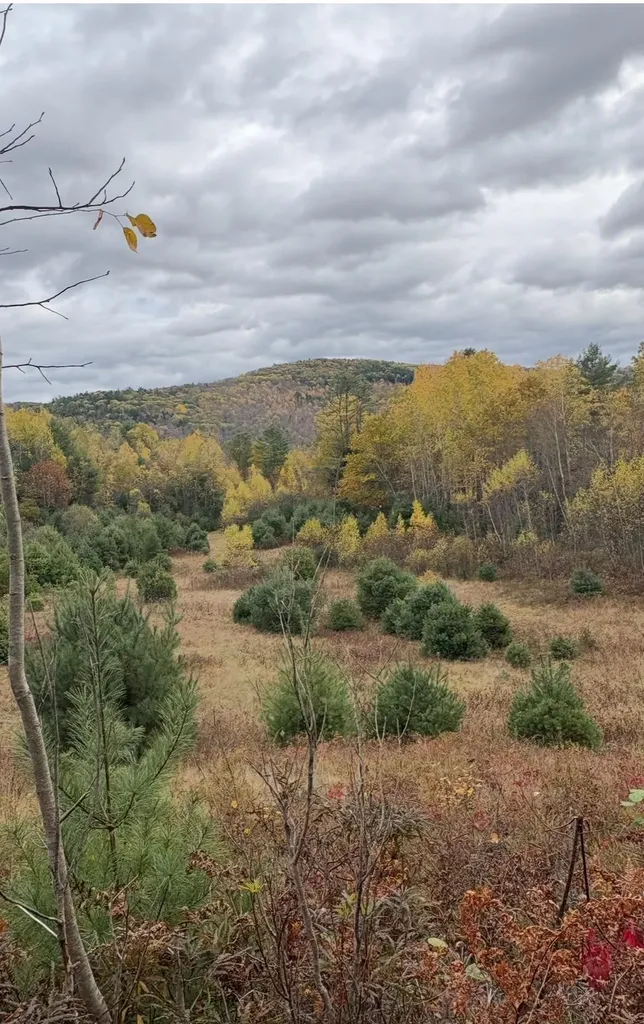 Lot 4 Catterall Road Lisbon NH 03585