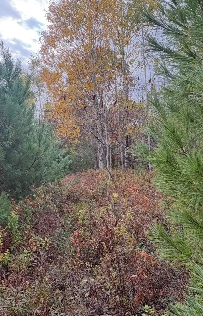 Lot 4 Catterall Road Lisbon NH 03585