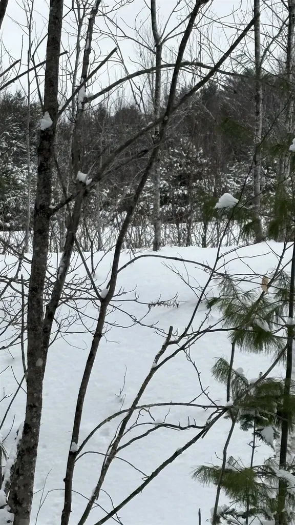 Lot 4 Catterall Road Lisbon NH 03585