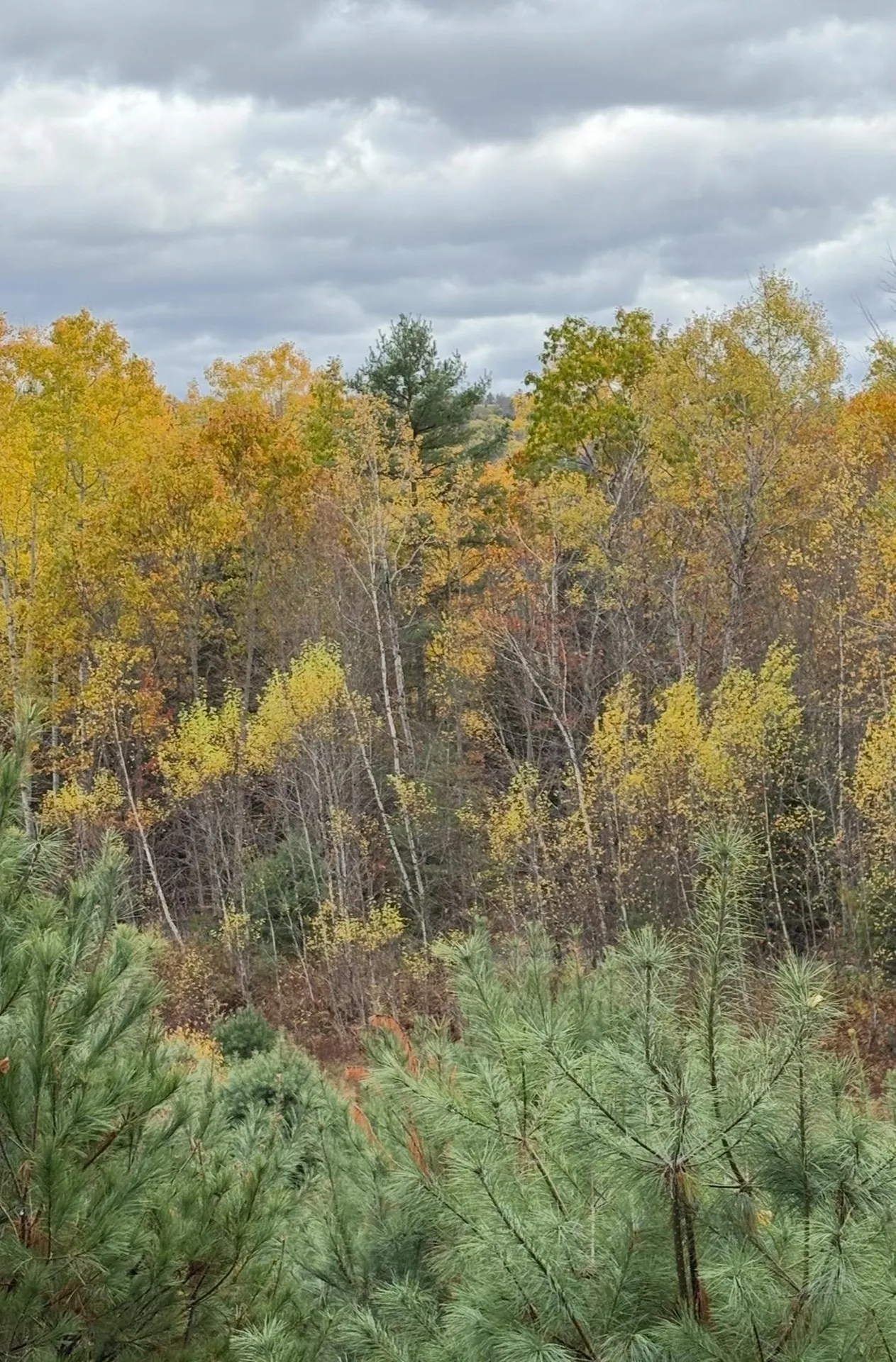 Lot 4 Catterall Road Lisbon NH 03585