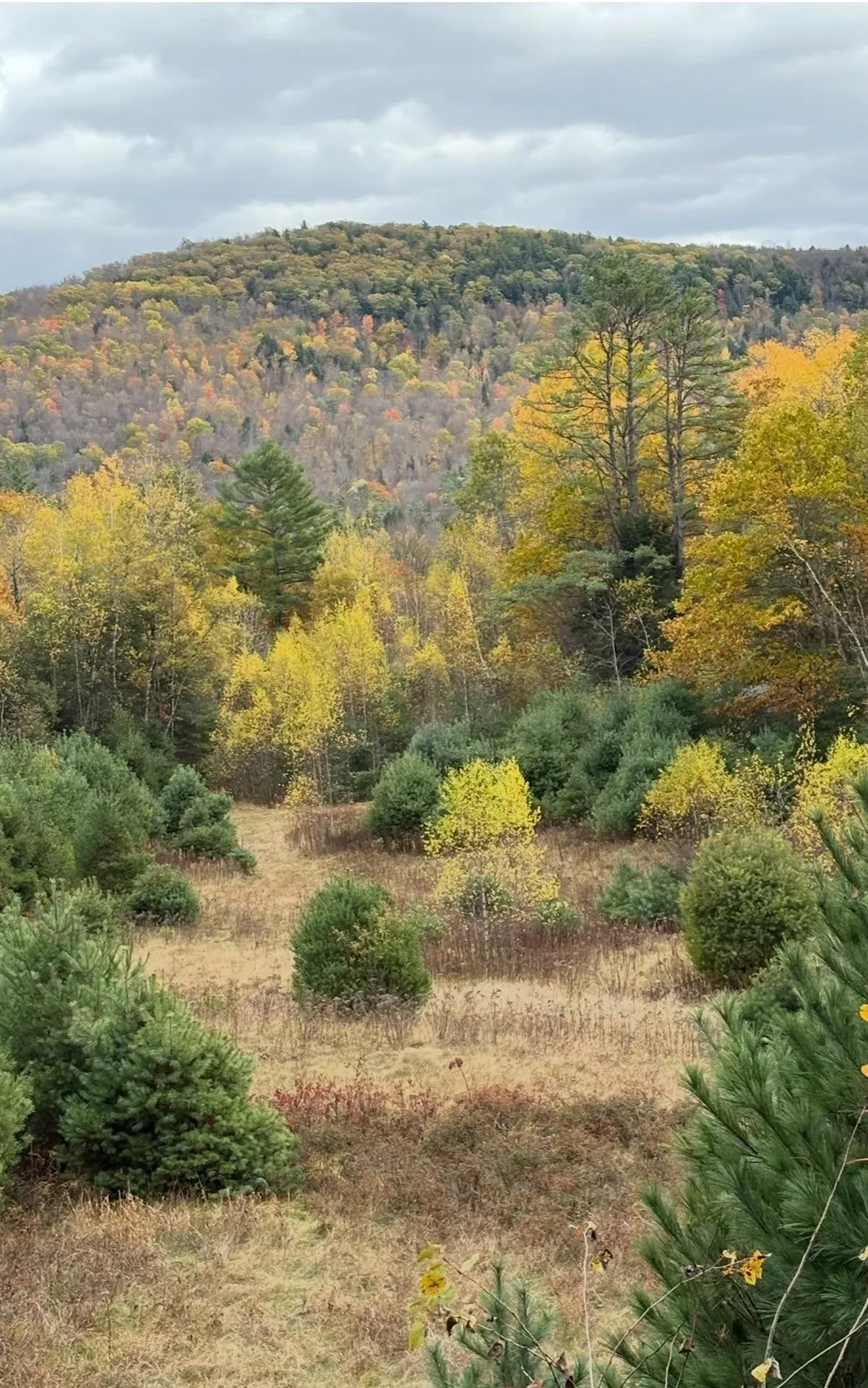 Lot 4 Catterall Road Lisbon NH 03585