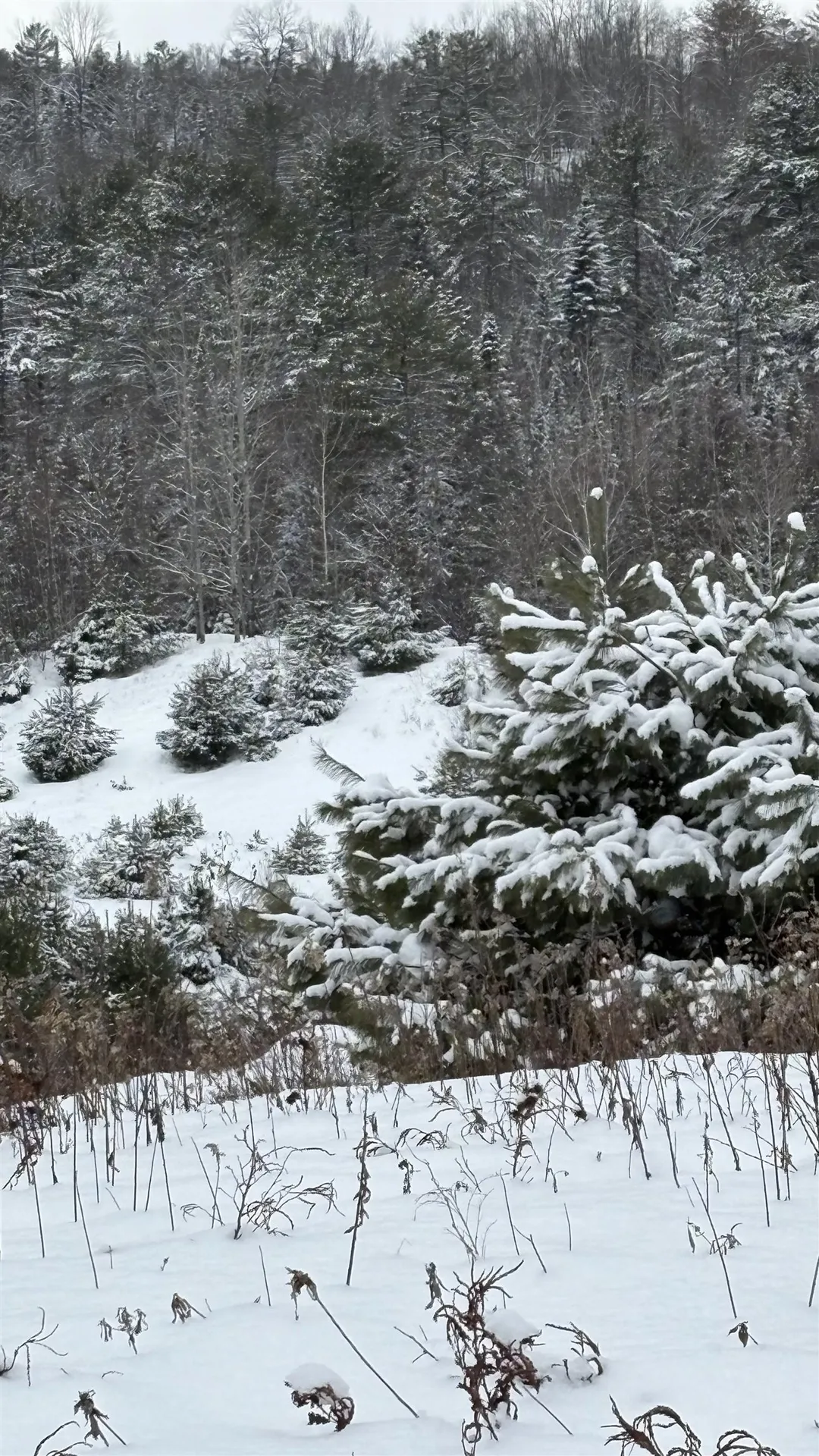 Lot 4 Catterall Road Lisbon NH 03585