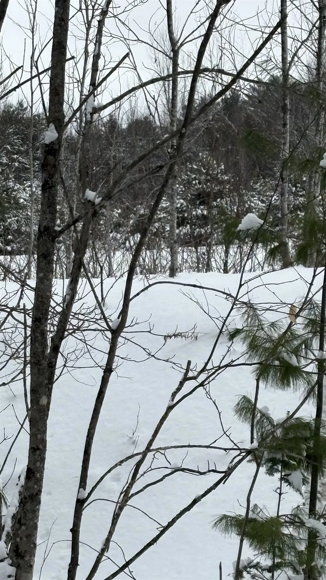 Lot 4 Catterall Road Lisbon NH 03585