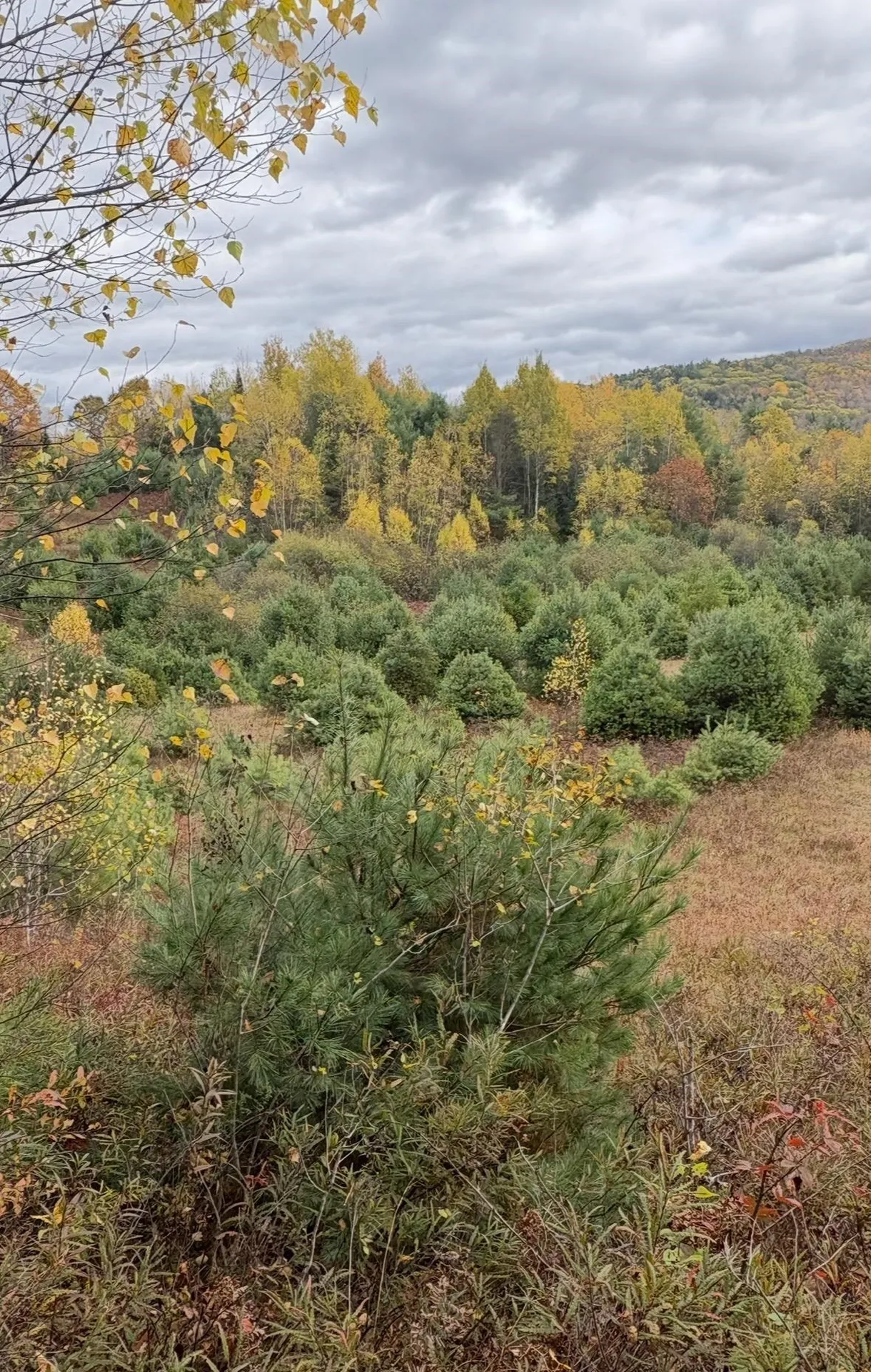 Lot 4 Catterall Road Lisbon NH 03585