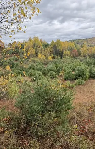 Lot 4 Catterall Road Lisbon NH 03585