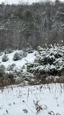 Lot 4 Catterall Road Lisbon NH 03585