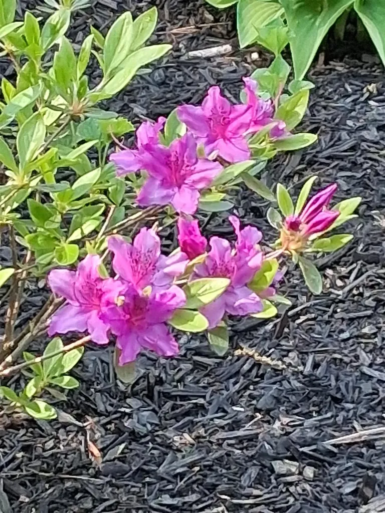 43 Maple Avenue Newton NH 03858