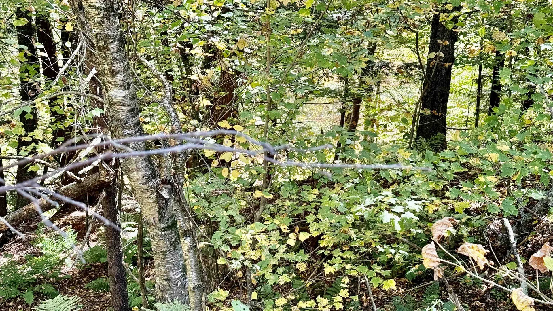 212 Hillcrest Drive Johnson VT 05656