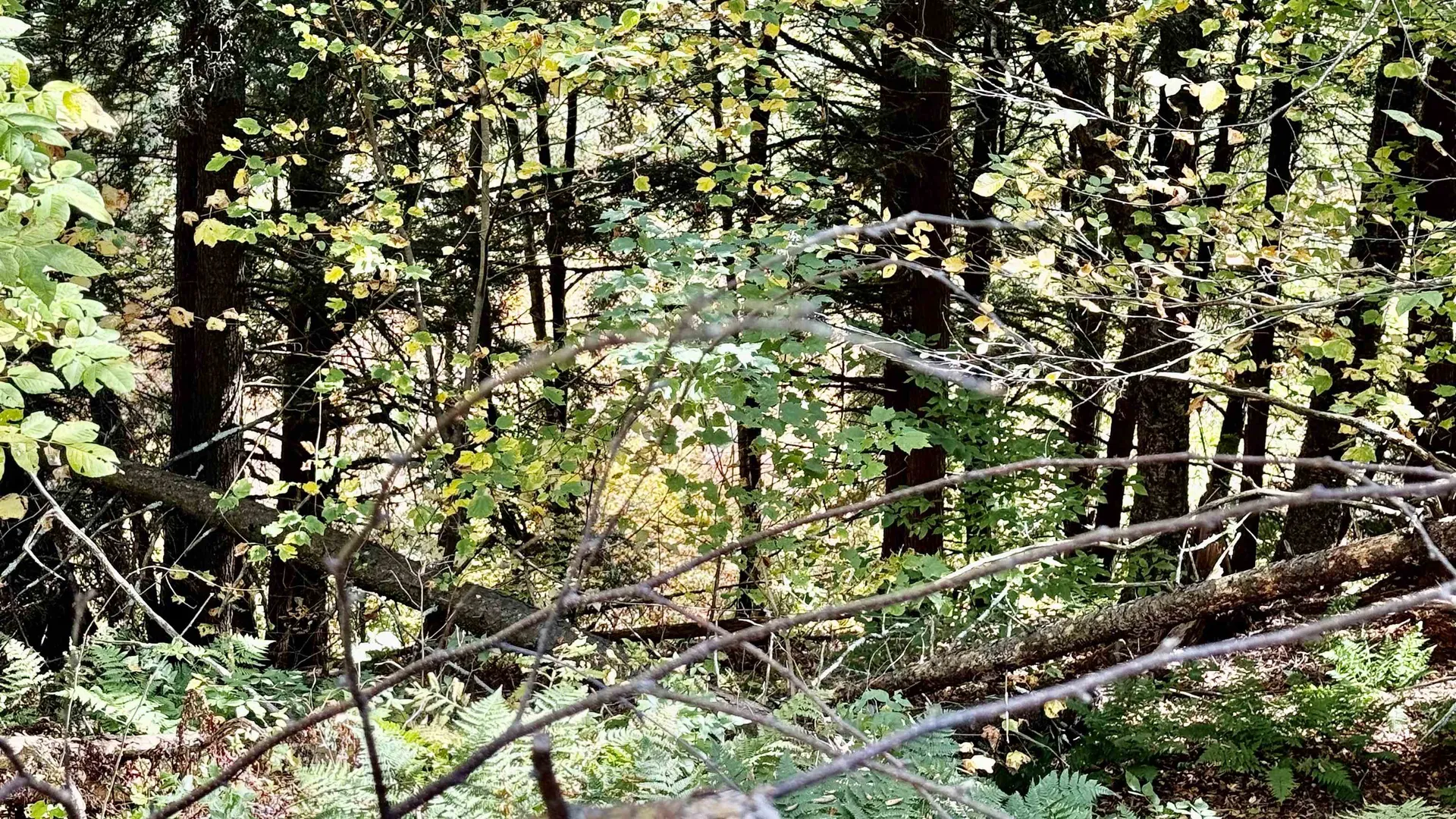 212 Hillcrest Drive Johnson VT 05656