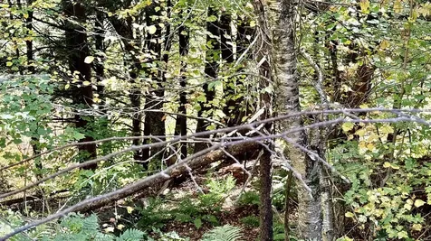 212 Hillcrest Drive Johnson VT 05656