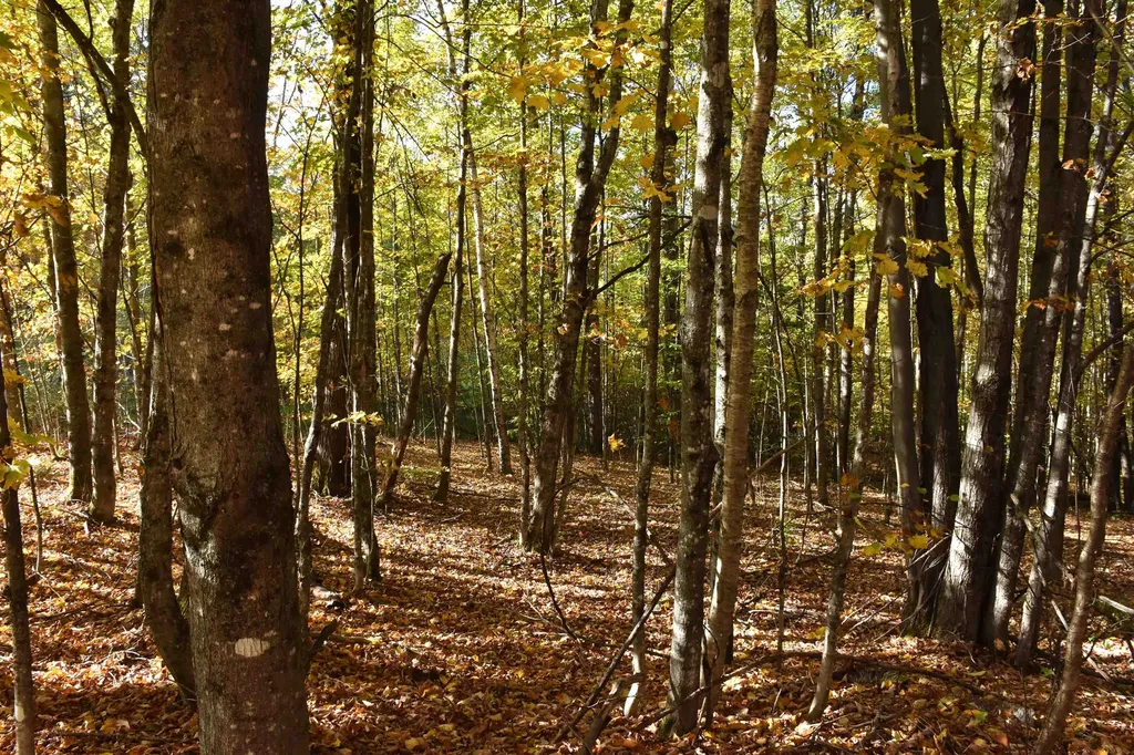 14 Lathrop Road Chelsea VT 05038