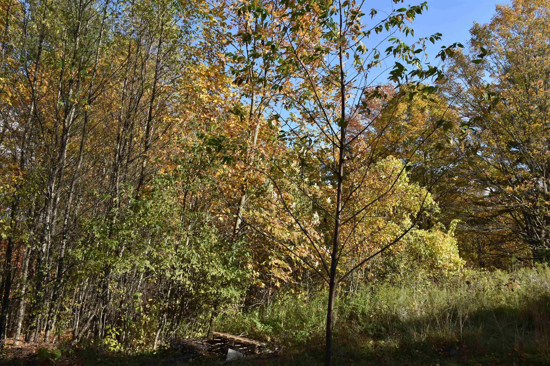 14 Lathrop Road Chelsea VT 05038