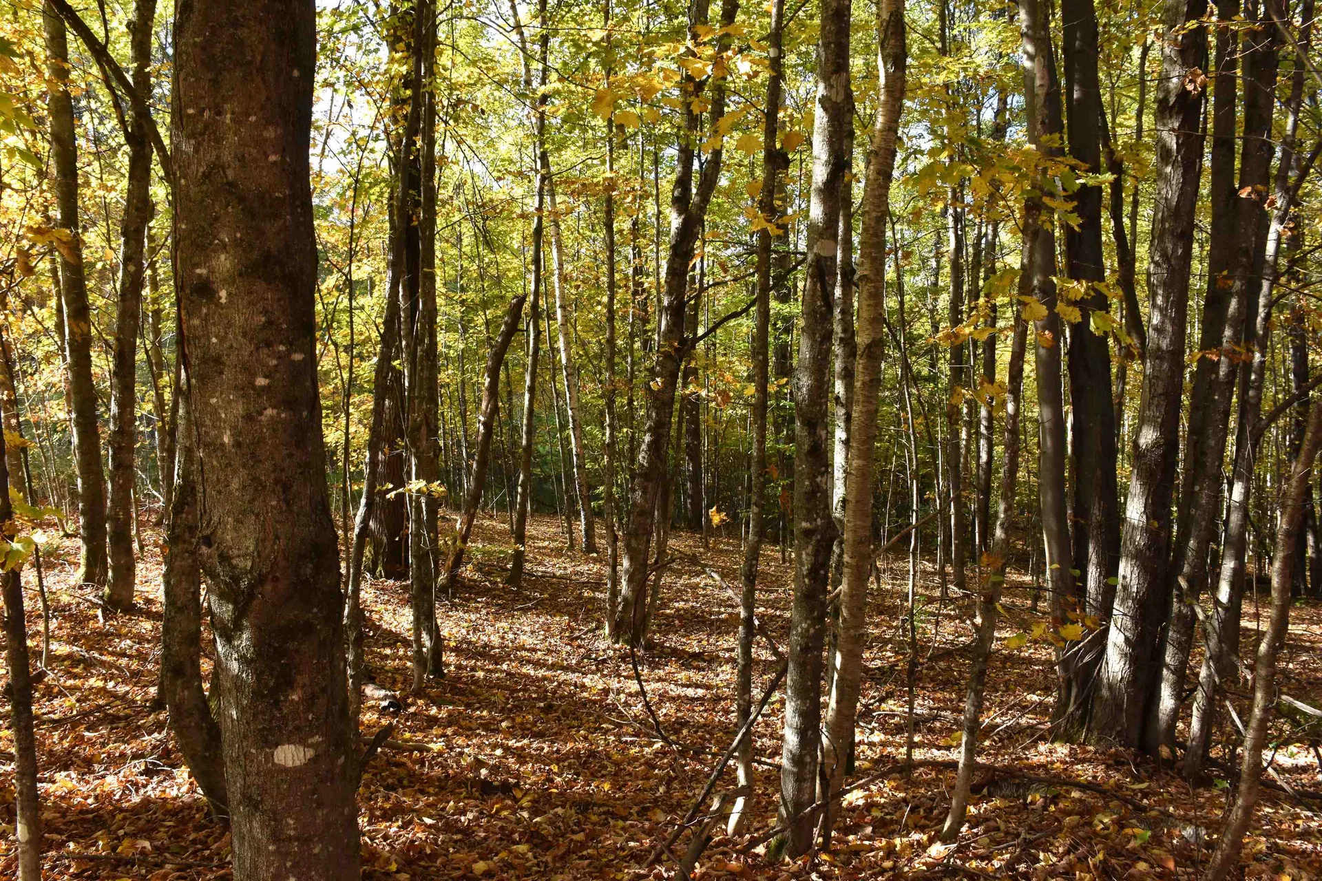 14 Lathrop Road Chelsea VT 05038