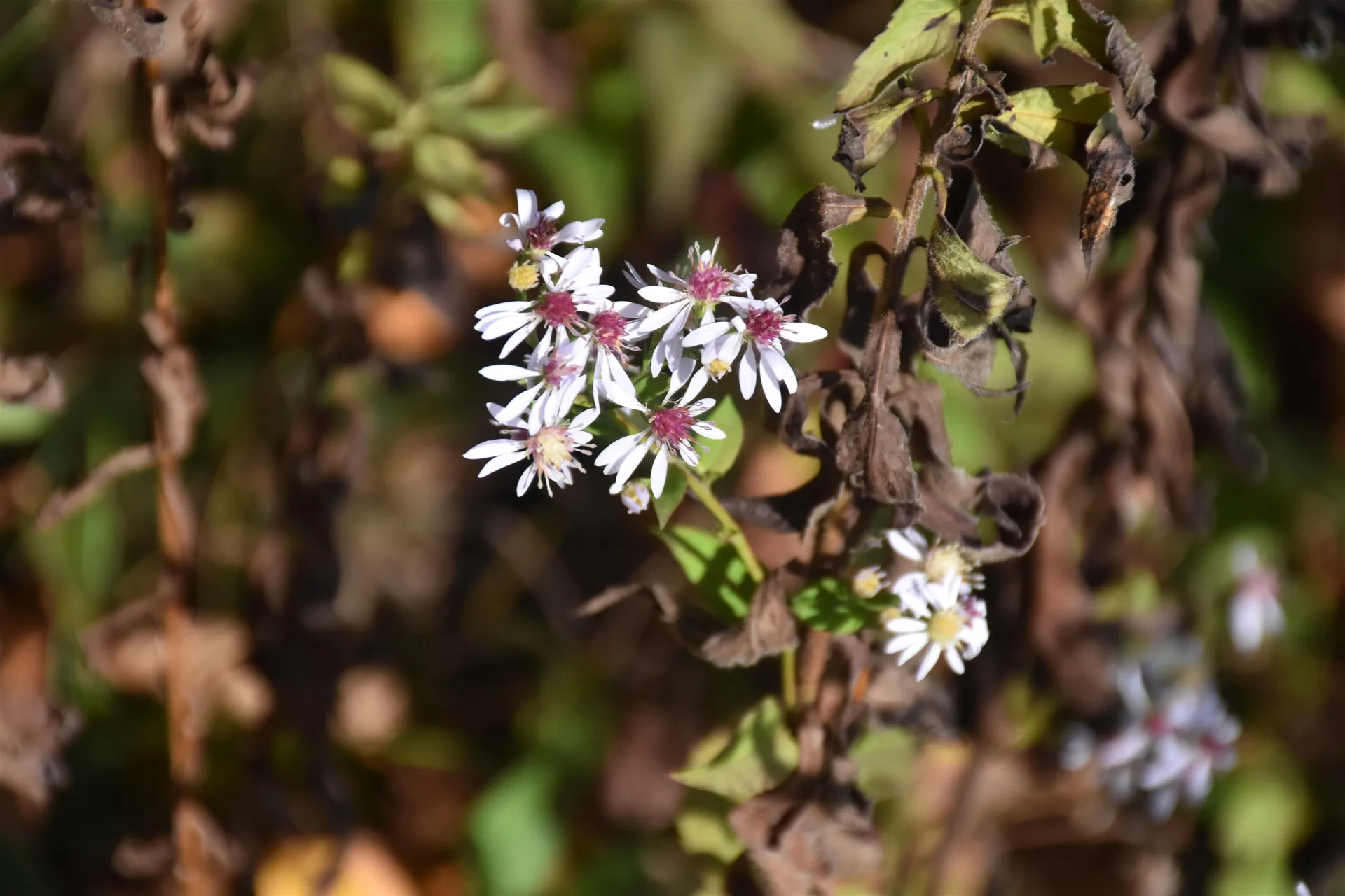 14 Lathrop Road Chelsea VT 05038