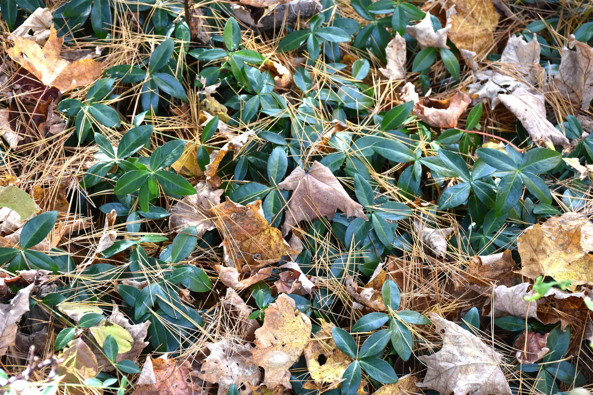 14 Lathrop Road Chelsea VT 05038