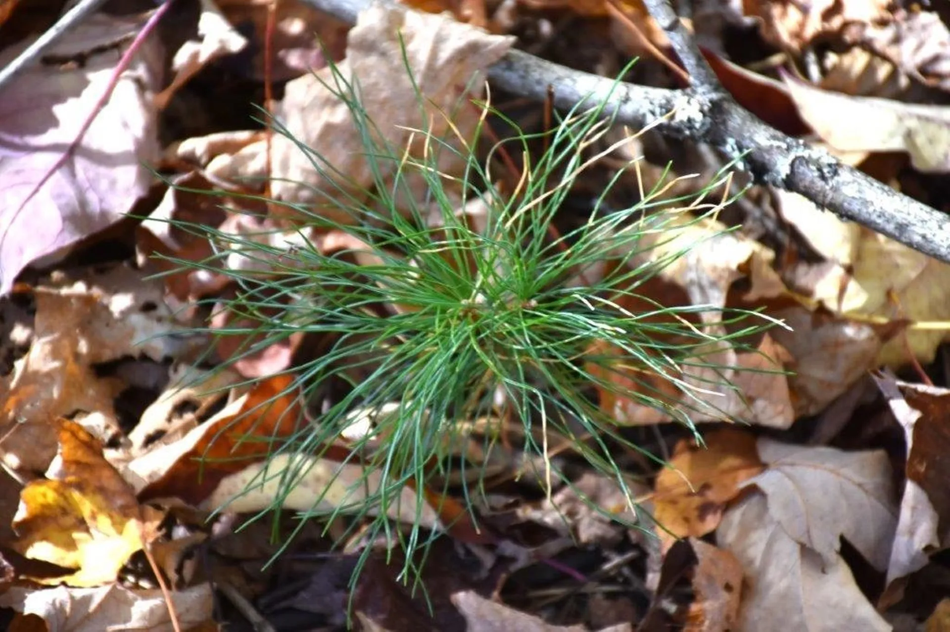 14 Lathrop Road Chelsea VT 05038