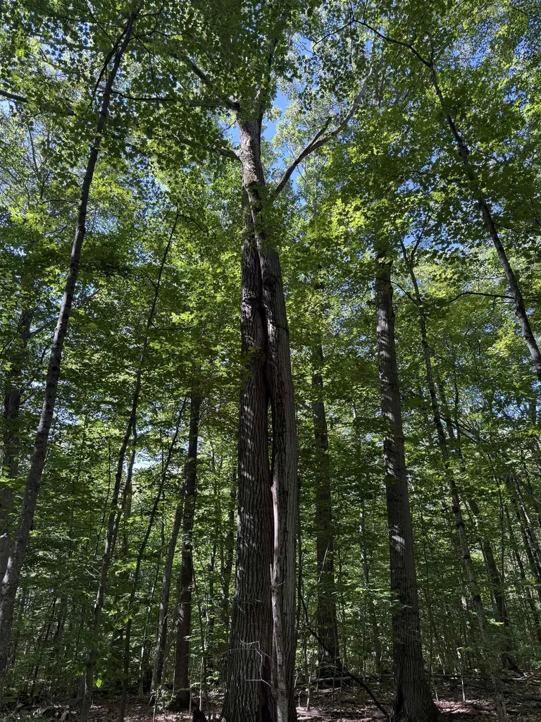 215 & 221 Vt Route 30 Dorset VT 05251