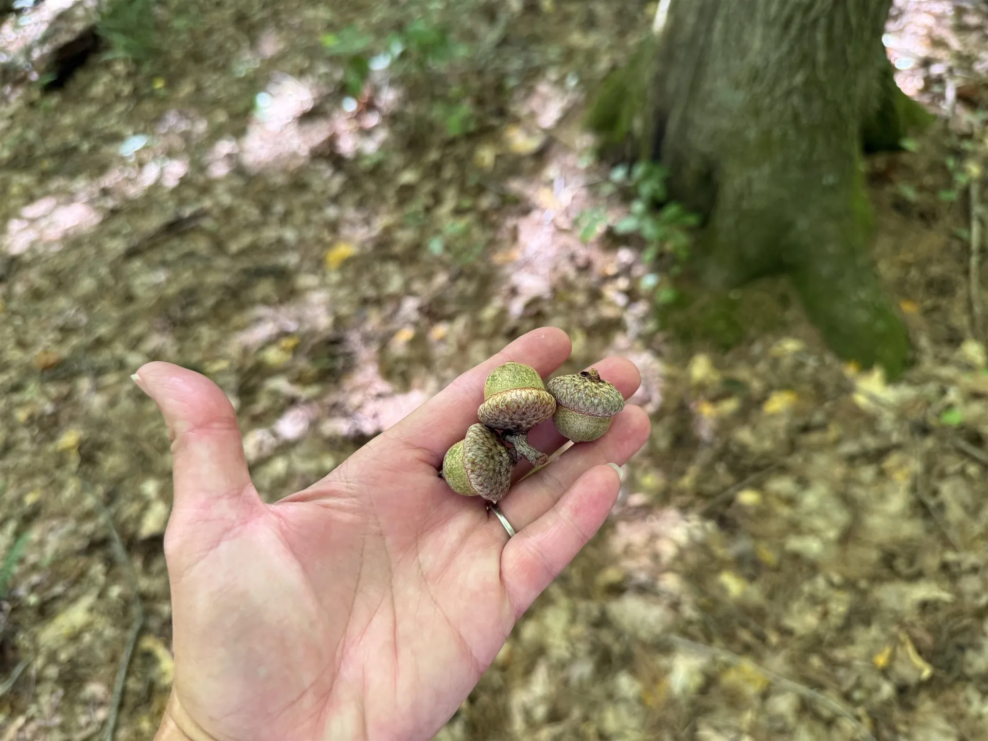 215 & 221 Vt Route 30 Dorset VT 05251