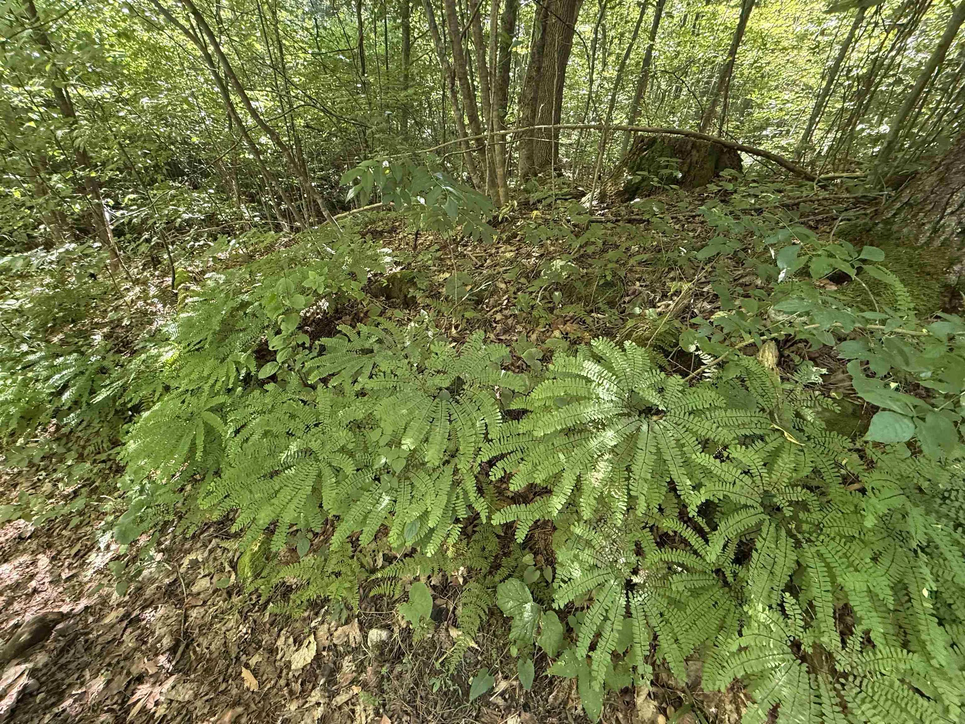 215 & 221 Vt Route 30 Dorset VT 05251