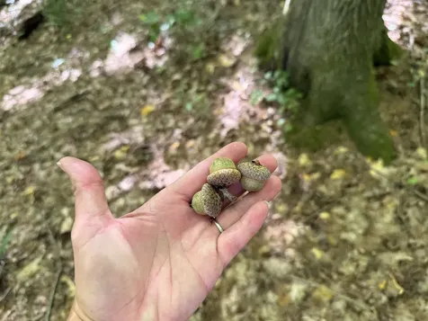 215 & 221 Vt Route 30 Dorset VT 05251