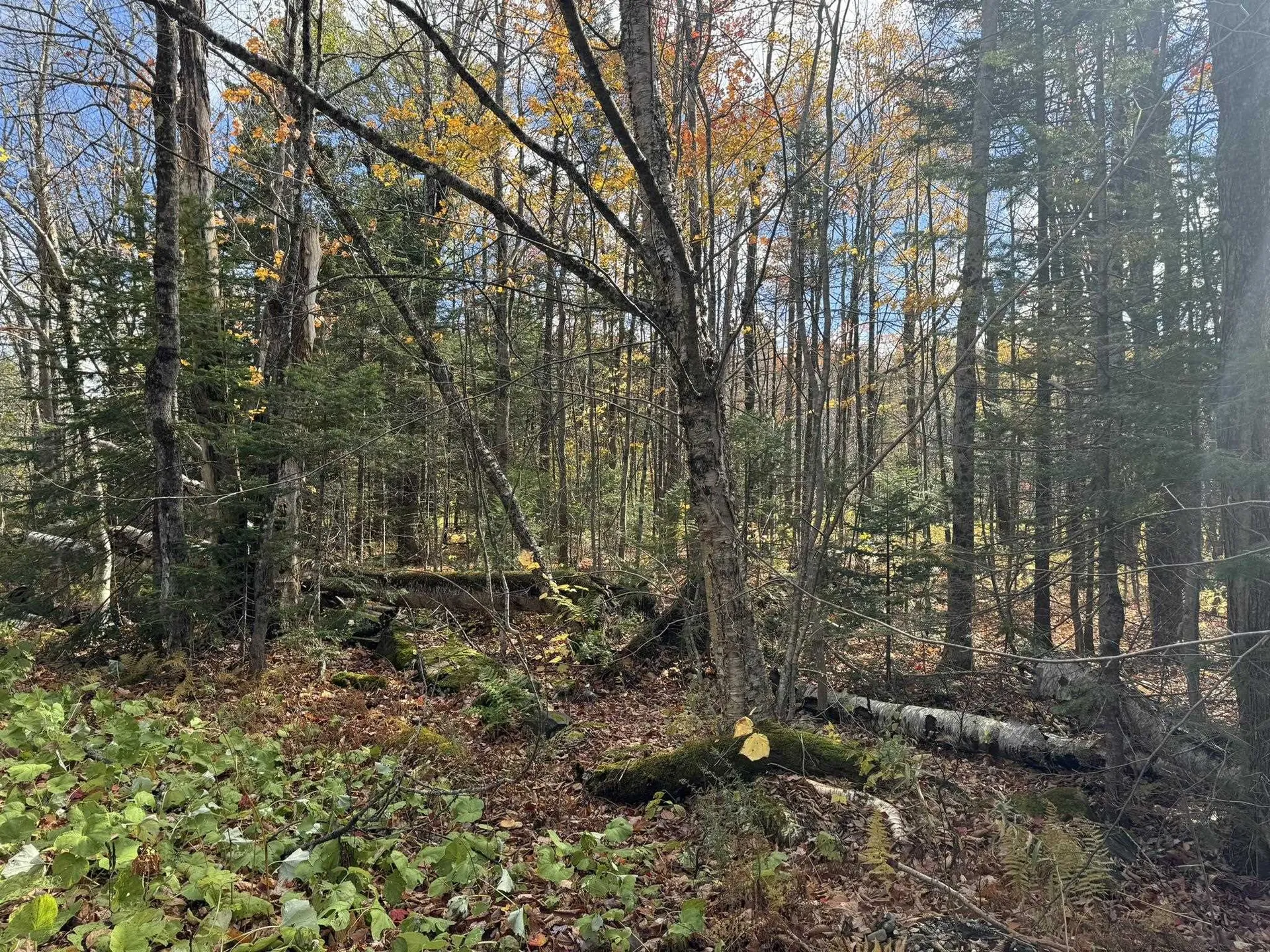 298 Dover Hill Road Dover VT 05356