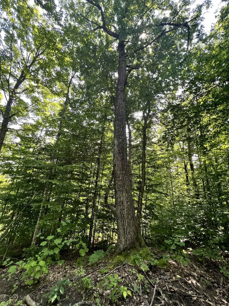 - Denio Road Barnet VT 05821